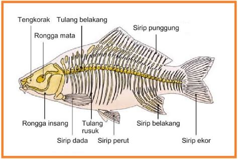 ANATOMI COMPARATIVA IKAN MAS | Berita Biologi