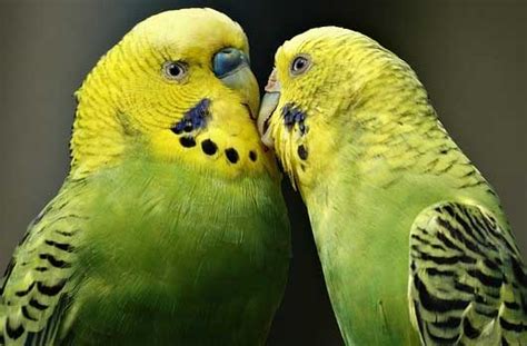 Birds That Can Learn To Talk (8 Best Talking Birds) - AtractivoPets