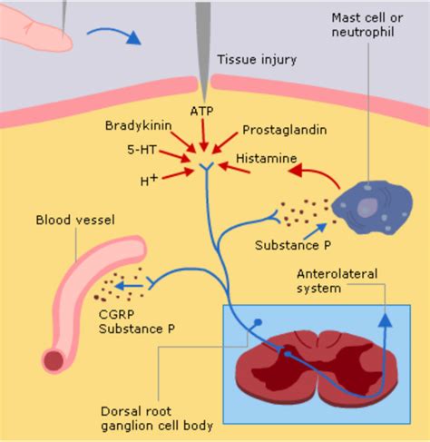 The Pathophysiology of Pain - RCEMLearning India