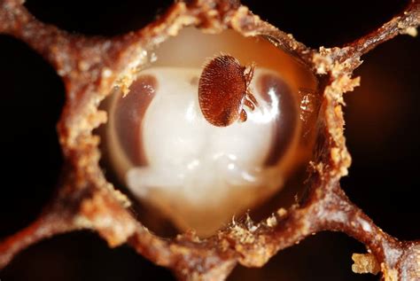 The amazing life of the Varroa mite - PerfectBee