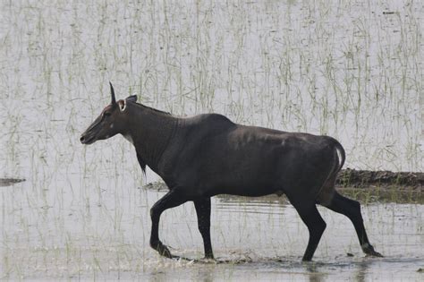 Birds in Delhi(India): Blue Bull