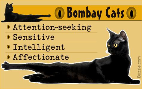 Brilliantly Interesting Personality Traits of Bombay Cats - Cat Appy