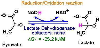 Lactate Dehydrogenase