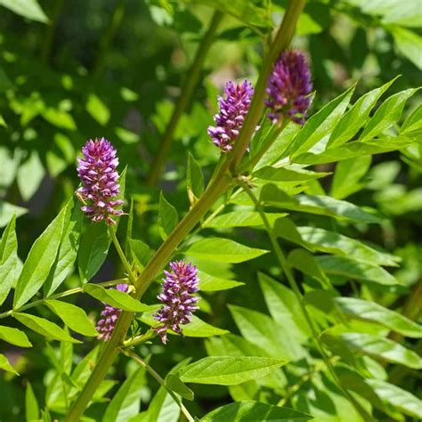 Licorice Seeds - Spanish Liquorice Herb Seeds