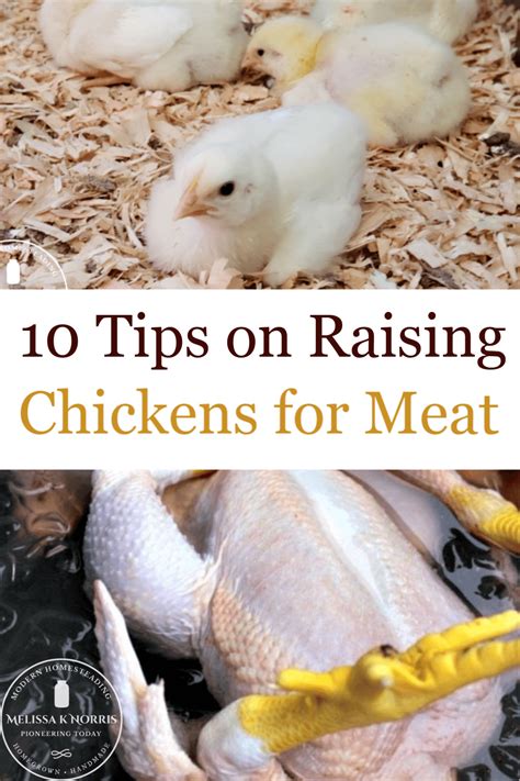 10 Tips on Raising Chickens for Meat