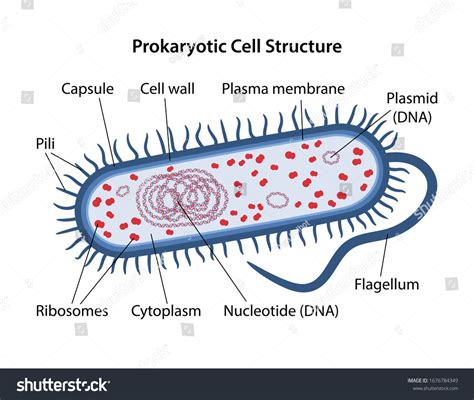 Prokaryotic Cells Labeled