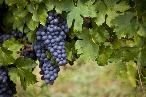 Mencia & Bierzo - Spanish Red Wine Varietals | Wine Blog from The ...