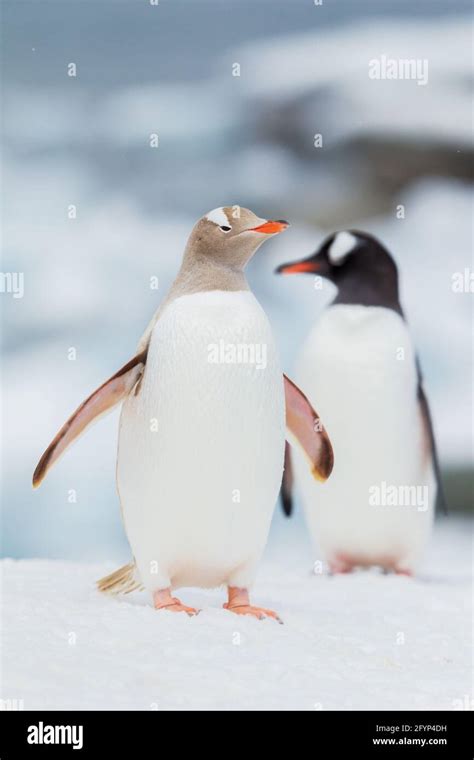 An albino gentoo penguin next to a normal one, Antarctica Stock Photo ...