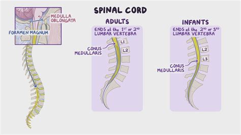 Anatomy of the vertebral canal: Video & Anatomy | Osmosis