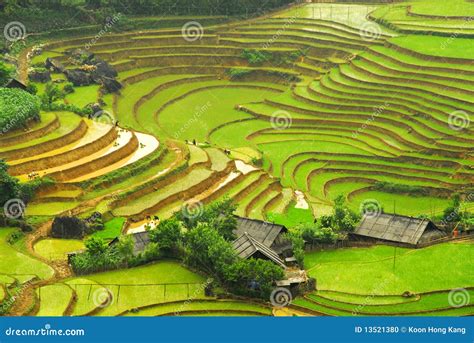 Rice Field in the Mountain of Sapa Stock Photo - Image of beautiful ...