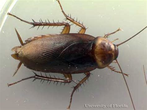 Cucaracha americana - Periplaneta americana (Linnaeus) | Sport and Life