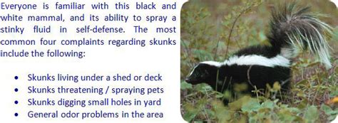 Skunk Trapping - How to Trap Skunks