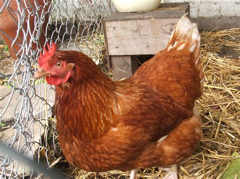 10 Things You Need To Know About Raising Urban Chickens – Eco Snippets