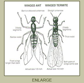 Dependable Colony Elimination for Avoiding Termite Infestation