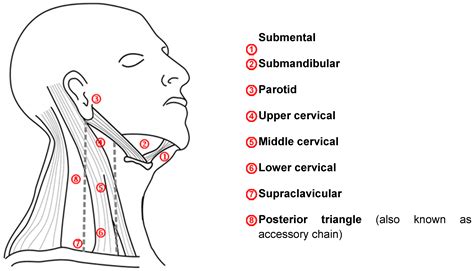 Posterior Cervical Lymph Nodes - slideshare