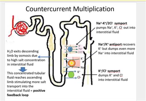 Nephron - the loop of henle Flashcards | Quizlet