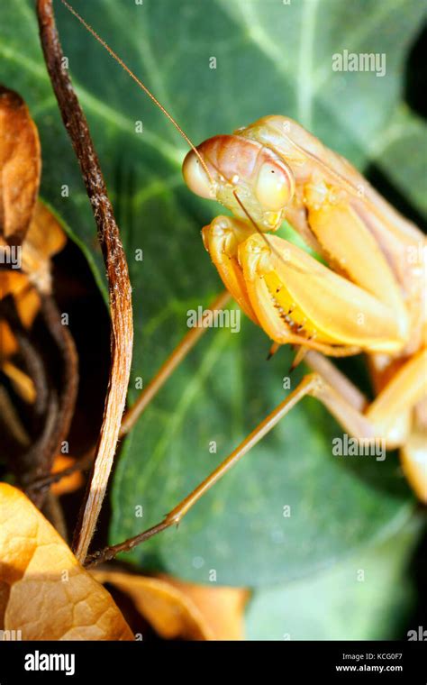 Praying Mantis - Italy Stock Photo - Alamy