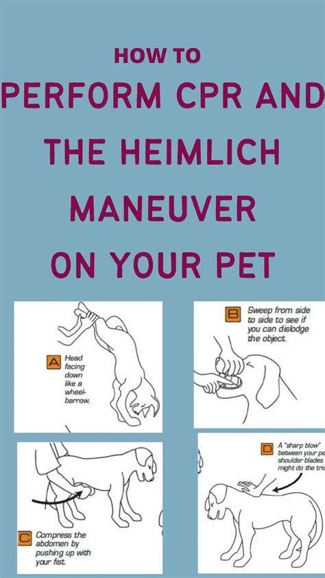 How to save your dogs life | Heimlich maneuver | CPR | Pet Safety | Dog ...