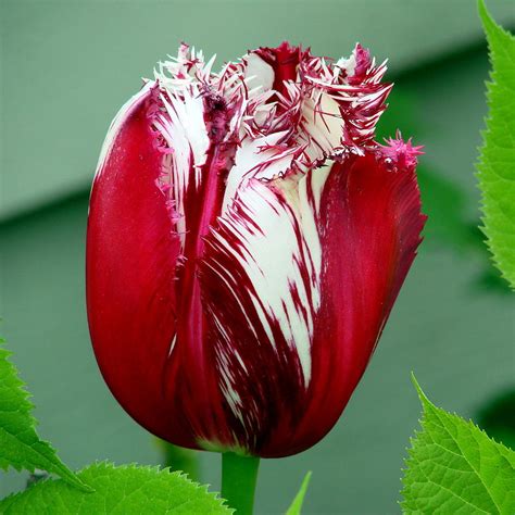 Two Color Tulip Photograph by Ed Mosier | Fine Art America