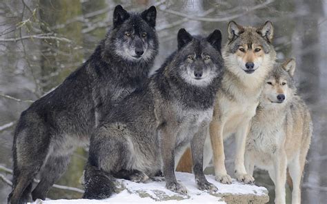 Wolves, pack, wildlife, predators, winter, snow, forest, pack of wolves with resolution ...