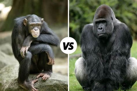 Chimpanzee vs Gorilla: What's The Difference?