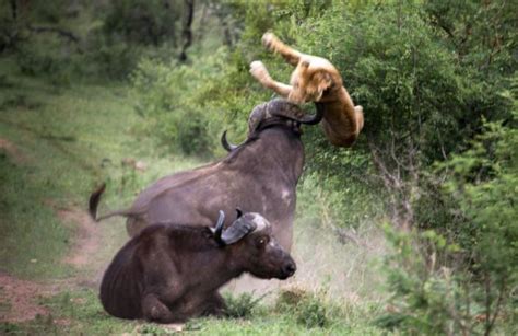 Lion vs Buffalo | Animals