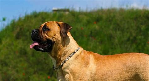 Are Bullmastiffs Easy To Train