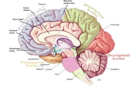 Major Divisions Of The Brain