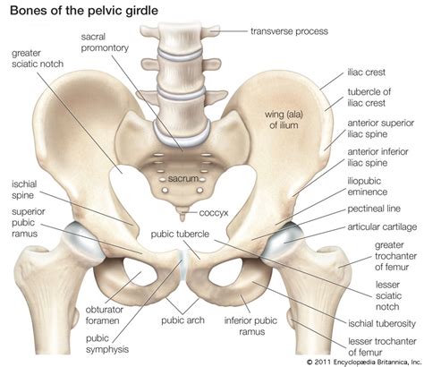 The Pelvic Girdle Anatomy