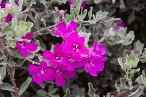 How To Grow and Care For Texas Sage (Leucophyllum frutescens) | Florgeous