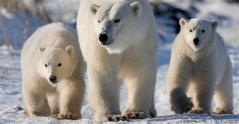 When Do Polar Bear Cubs Leave their Mother? • Polar Bear Facts