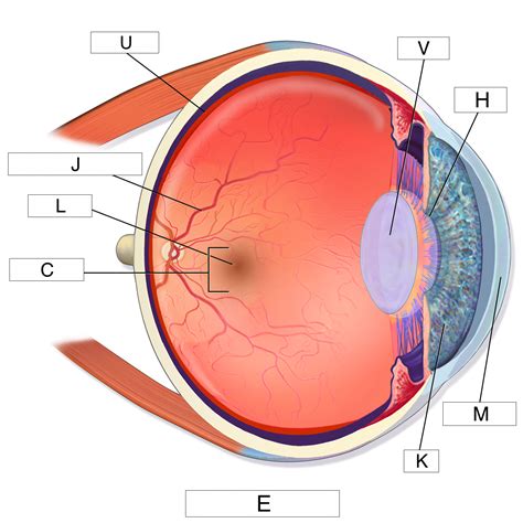 34 Eyeball Label - Labels Design Ideas 2020