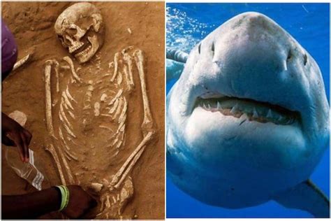 Oldest Shark Attack Victim Ever Discovered In Japan