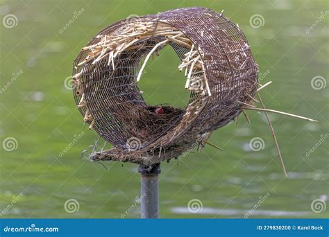 Common grackle nesting stock photo. Image of bird, offspring - 279830200