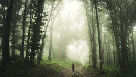 Stories from the Hoia-Baciu Forest - Guided tours in Romania