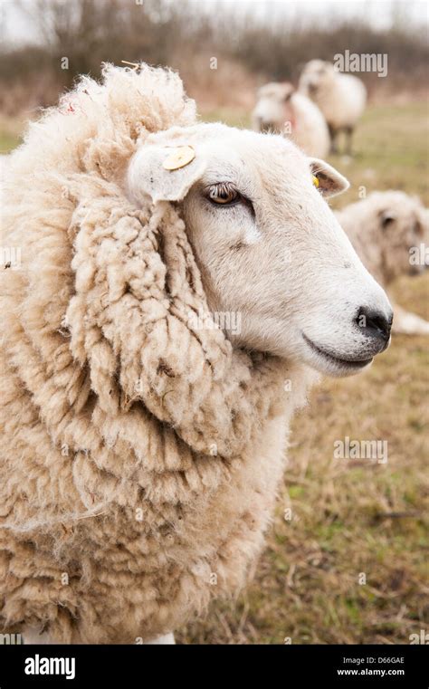 Vowley Farm Royal Wootton Bassett Wilts woolly ewe sheep white faces ...