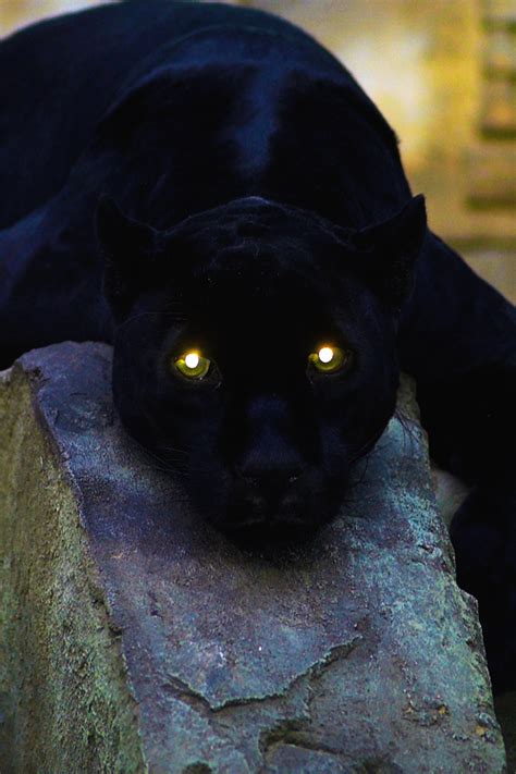 Amazing Animals Pictures: The Ebony Feline: The Black Panther (Panthera ...