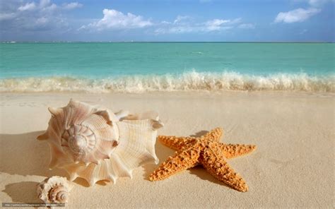 🔥 Download Shells Starfish On The Beach Wallpaper HD by @jennifermorris | Shells on the Beach ...