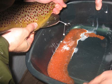 Sustainable Fish Farming: Brown Trout Spawning