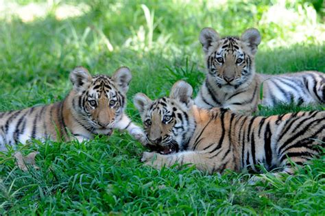 Amur Tiger Cubs Make Their Roaring Debut - Vetstreet | Vetstreet