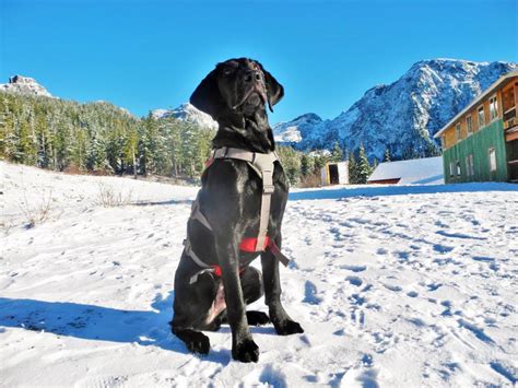 Avalanche Rescue | Comox Valley Search and Rescue