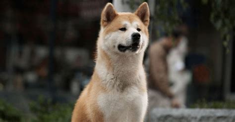 Create meme "Hachiko dog breed, breed Akita inu, the breed is Hachiko ...