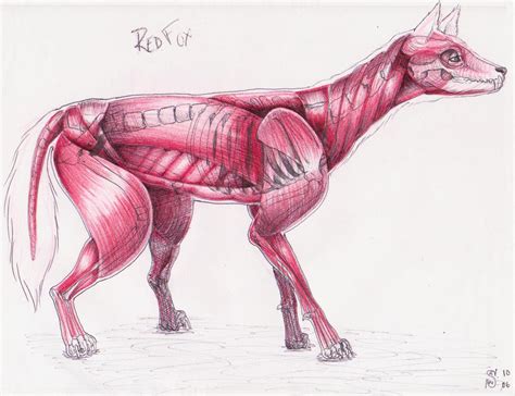 Red Fox Muscle Structure by swinters on DeviantArt