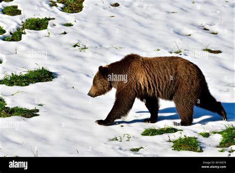 Grizzly walking sunlight hi-res stock photography and images - Alamy