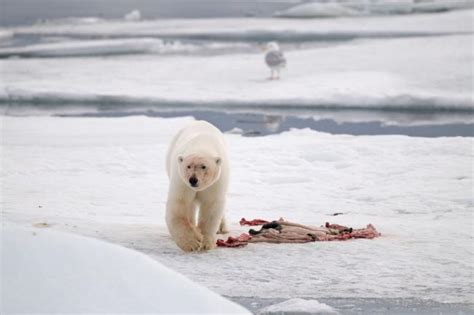 11 facts you didn’t know about polar bears | WWF