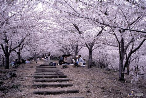 Cherry Blossom Tours - Samurai Tours