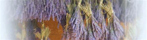 Drying Lavender - Purple Haze Lavender (Sequim, Washington)