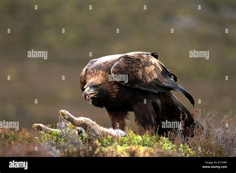 Golden Eagle with prey Stock Photo - Alamy