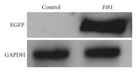 Western blot results of FTH1 expression in the Fth1-BMSC group and BMSC... | Download Scientific ...