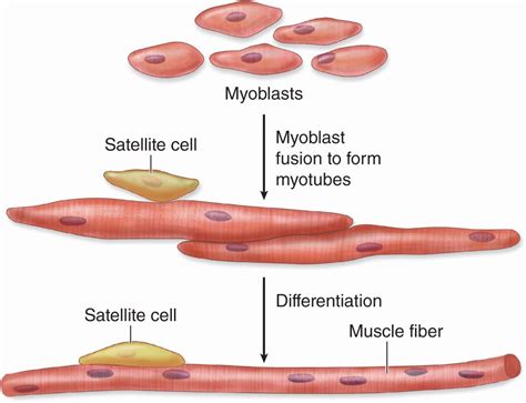 Muscle Tissue | Basicmedical Key